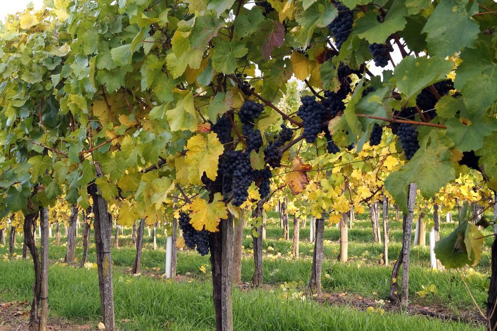 Klöch Winzerhof Familie Kloeckl 아파트 외부 사진