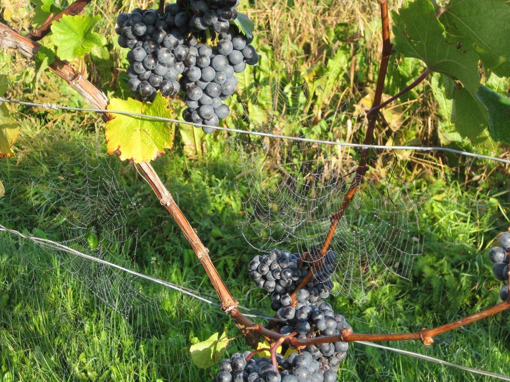 Klöch Winzerhof Familie Kloeckl 아파트 외부 사진